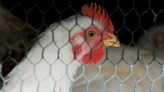 The meat industry is being deregulated, and tumors are on the menu